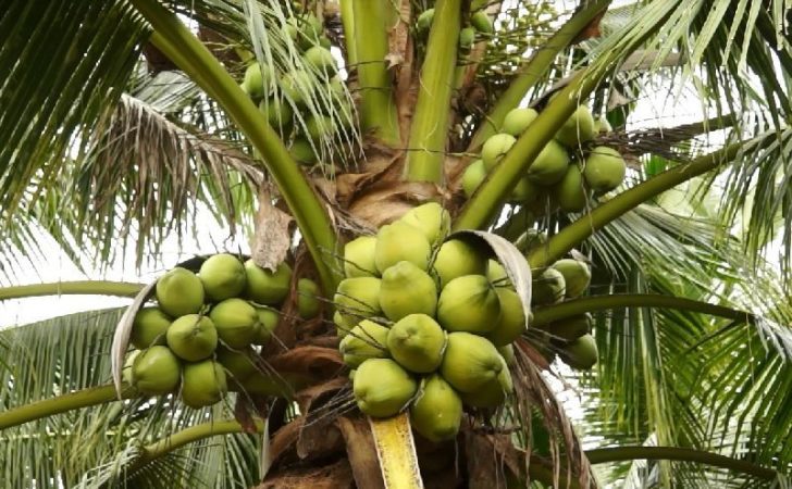 ไทยรับมือภาษีทรัมป์ เกษตรฯ ชู 3 หลักการปกป้องเกษตรกร พร้อมรักษาขีดความสามารถทางการค้า 6 มะพร้าว