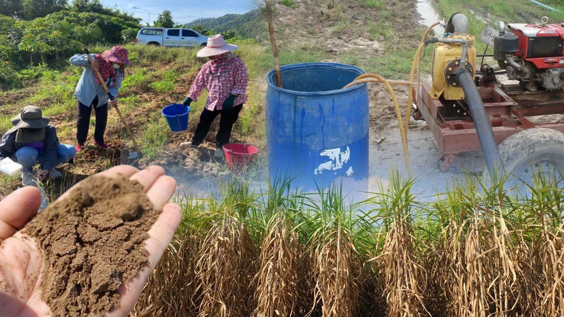 ยกระดับผลผลิตอ้อยในพื้นที่ คทช. ด้วยเทคโนโลยีจากกรมวิชาการเกษตร 1 ยกระดับผลผลิตอ้อย3