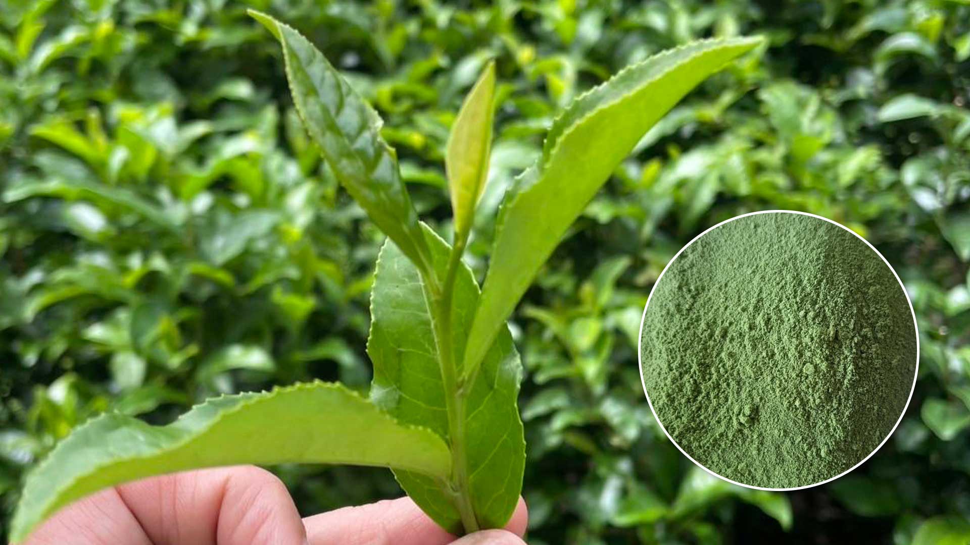 มัทฉะ : เส้นทางใบชาสู่บทกวีในถ้วย 1 รู้จัก3