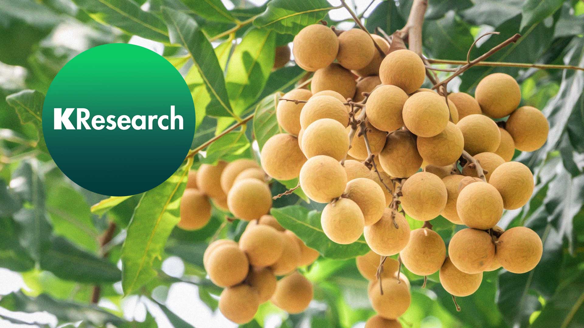 ศูนย์วิจัยกสิกรไทย ชี้ ราคาลำไยไทยต่ำสุดในรอบ 10 ปี 11 เดือนแตะ 14 บาทต่อกก. ในเดือนก.ค. 2568 และทั้งปี 2568 คาดว่าราคาลำไยจะลดลง 35.8% ไปเฉลี่ยอยู่ที่ 18 บาทต่อกก. 1 ศูนย์วิจัยกสิกรไทย2