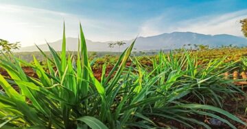 หญ้าเนเปียร์2