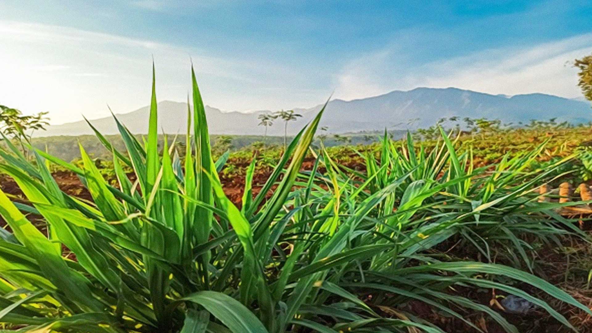 หญ้าเนเปียร์2