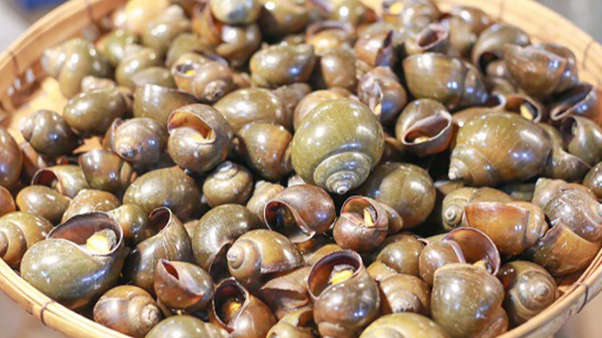 หอยขม3แอ