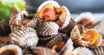 หอยแครง2