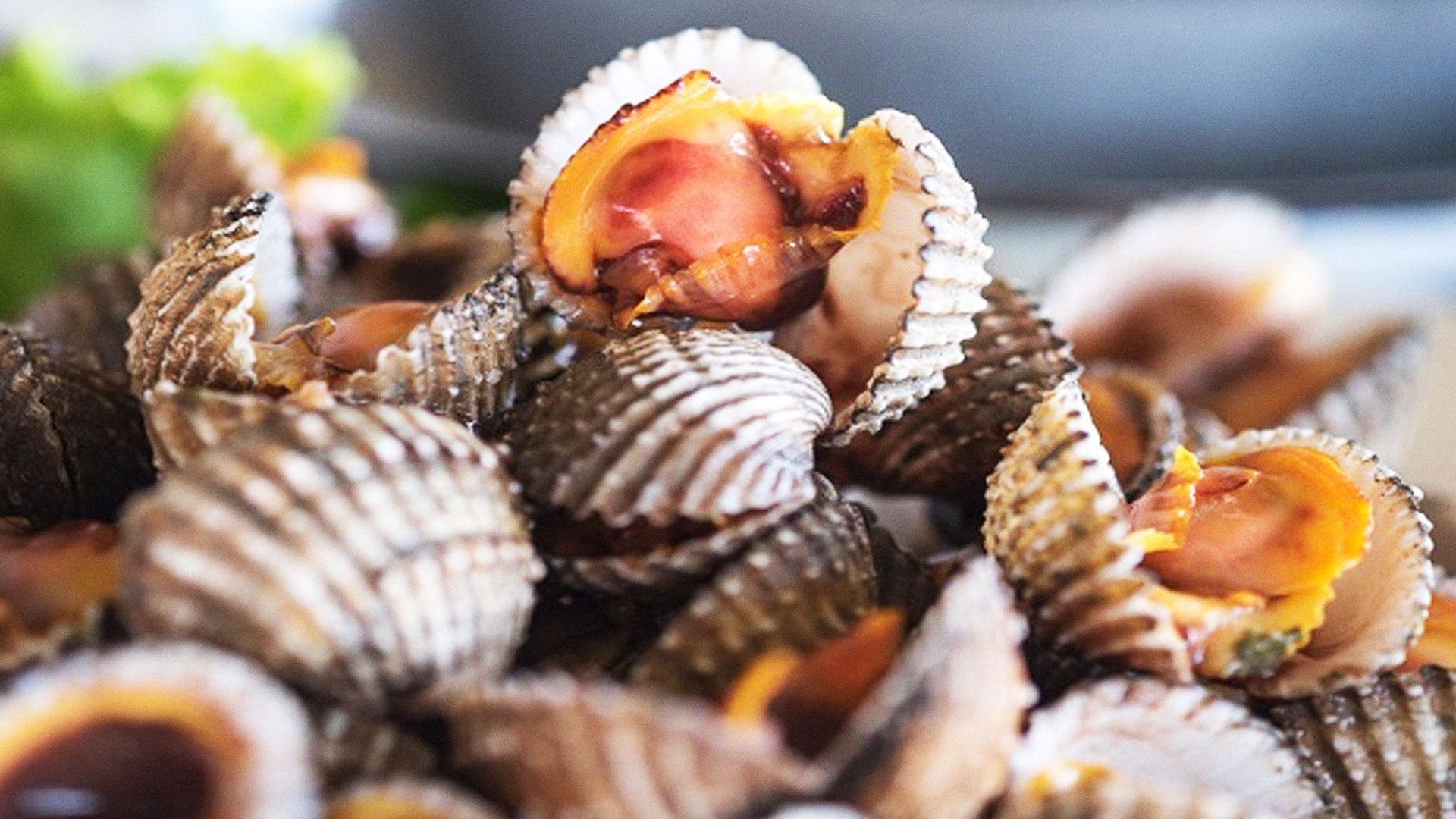 การเลี้ยง หอยแครง2