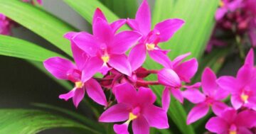 เชียงราย2