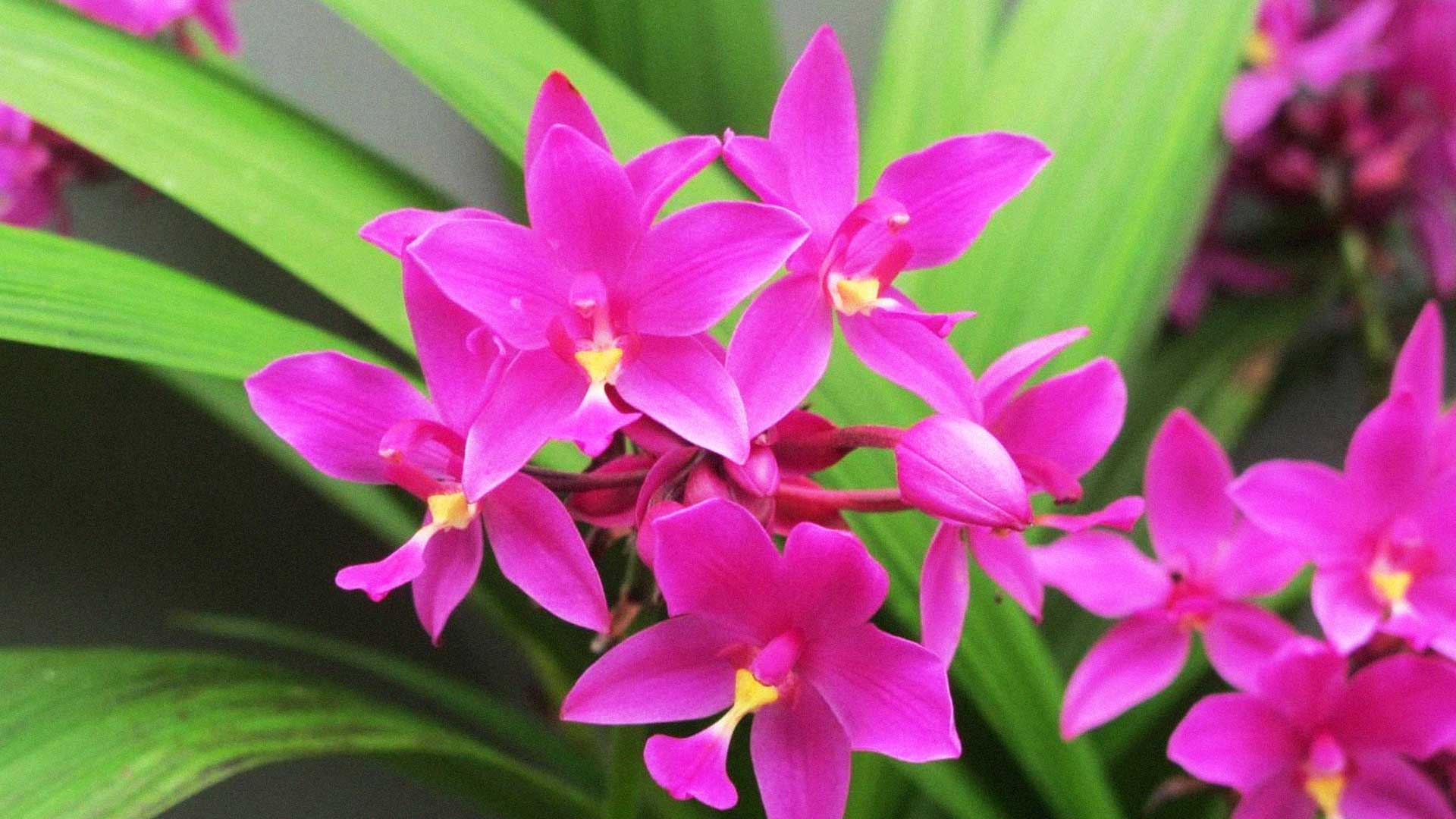 รู้จัก..กล้วยไม้ดินใบหมาก พันธุ์ กวก. เชียงราย 1 1 เชียงราย2