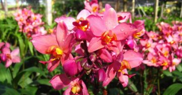 เชียงราย4