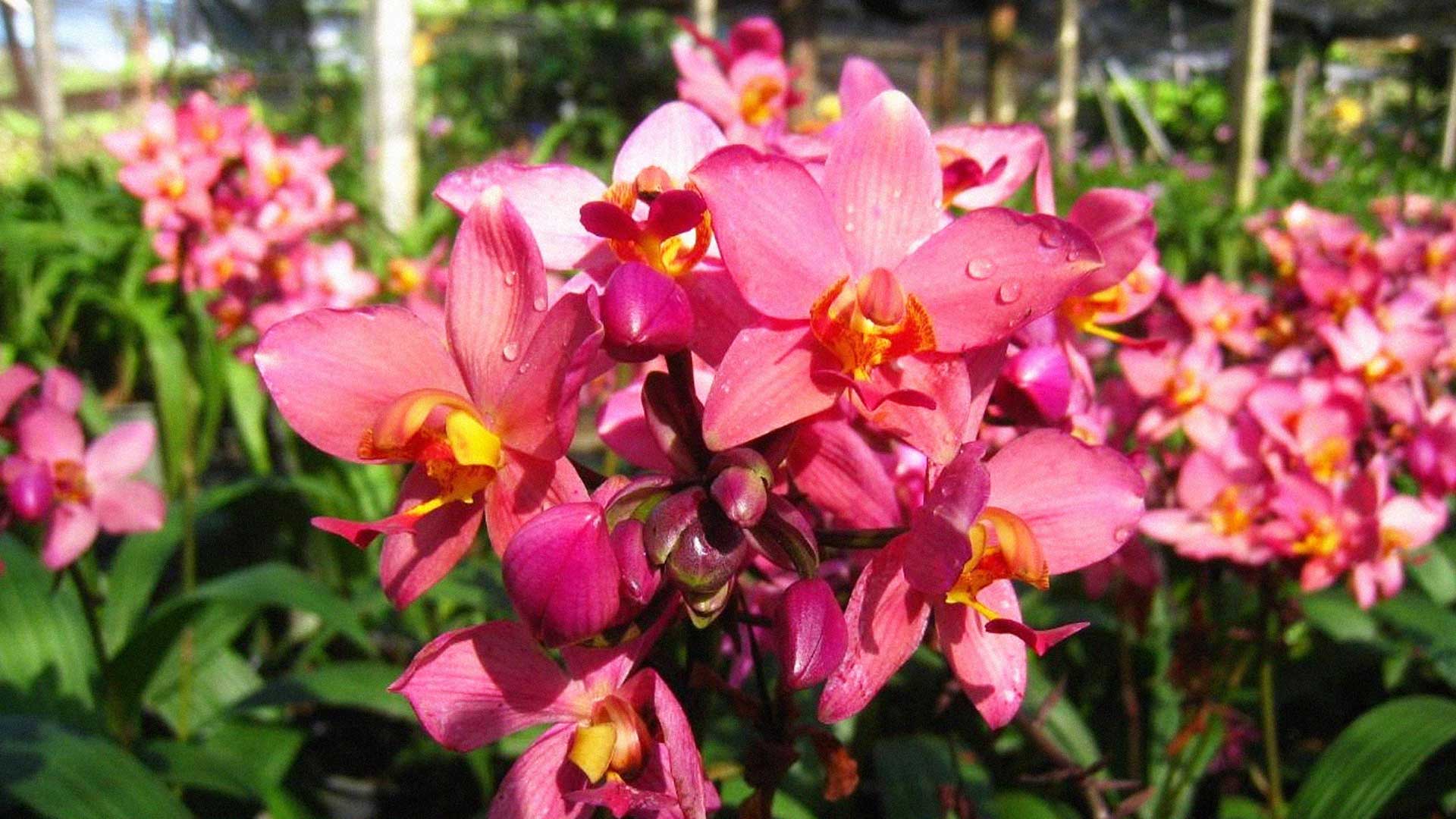 เชียงราย4