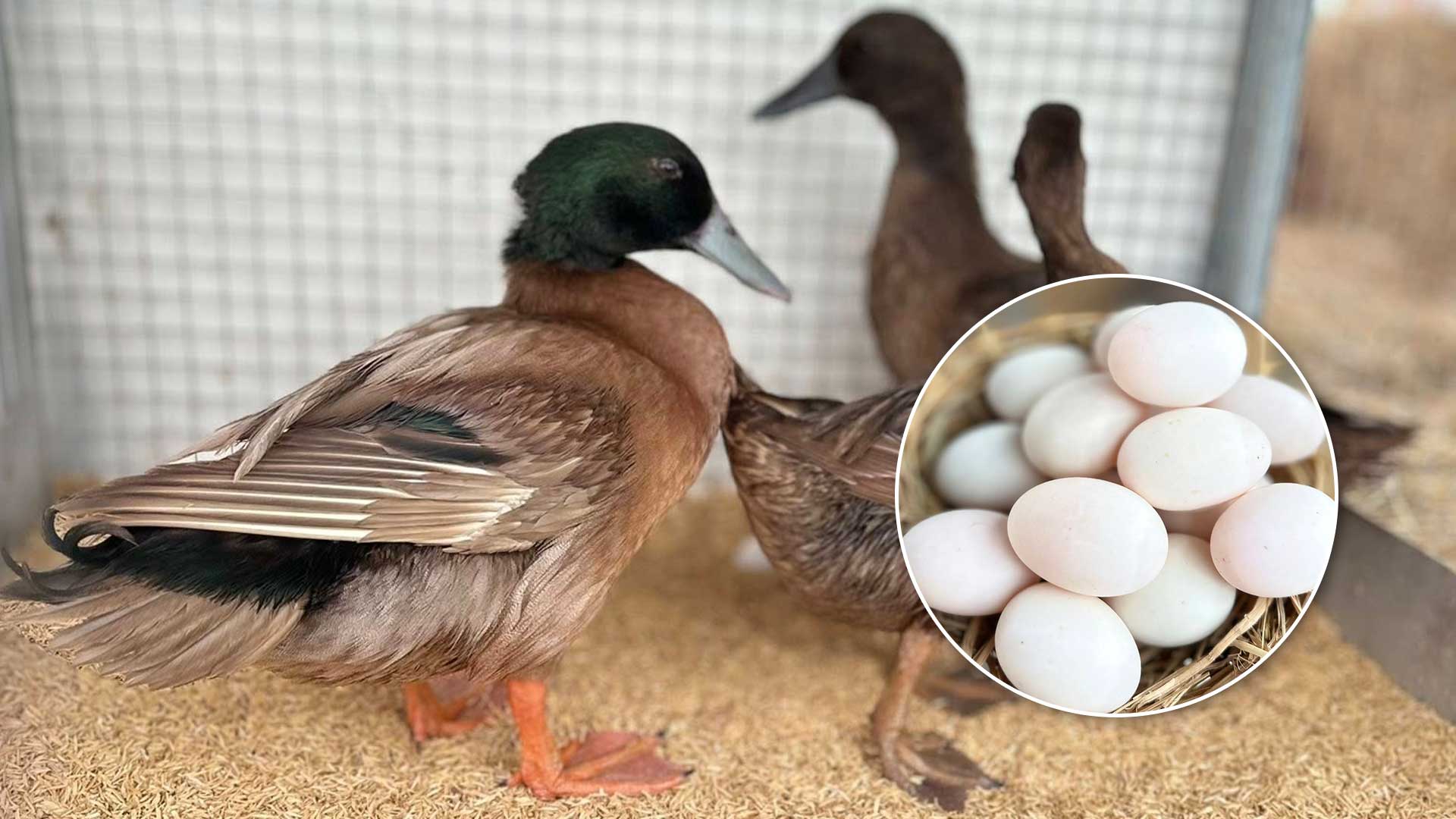 เป็ดไข่บางปะกง3