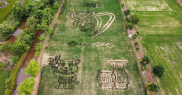 แปลงนาศิลปะเฉลิมพระเกียรติฯ2