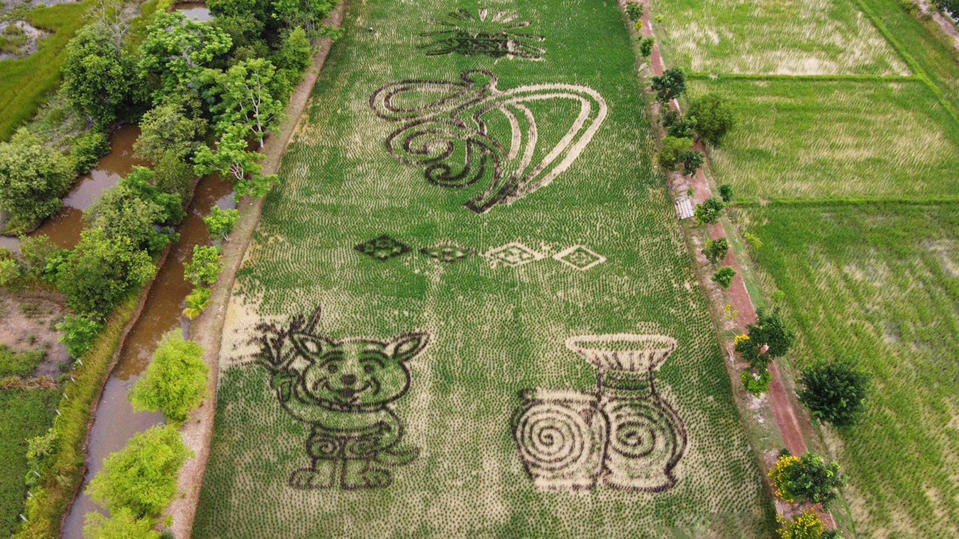 แปลงนาศิลปะเฉลิมพระเกียรติฯ เนื่องในโอกาสวันคล้ายวันประสูติ ครบ 43 ปี 8 ตุลาคม 2568 พระเจ้าวรวงศ์เธอ พระองค์เจ้าสิริภาจุฑาภรณ์ 1 แปลงนาศิลปะเฉลิมพระเกียรติฯ2