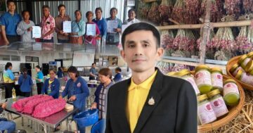 แปลงใหญ่หอมแดงบ้านโปร่งมีชัย3