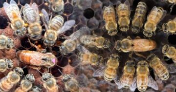 โลกของผึ้ง3