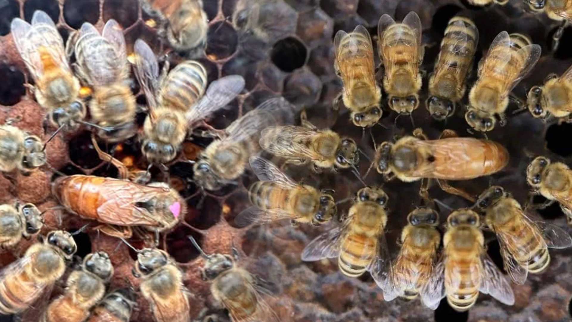 โลกของผึ้ง3