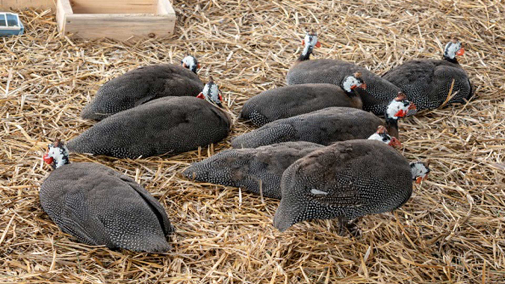 ไก่ต๊อก3มม