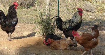 ไก่บ้าน3