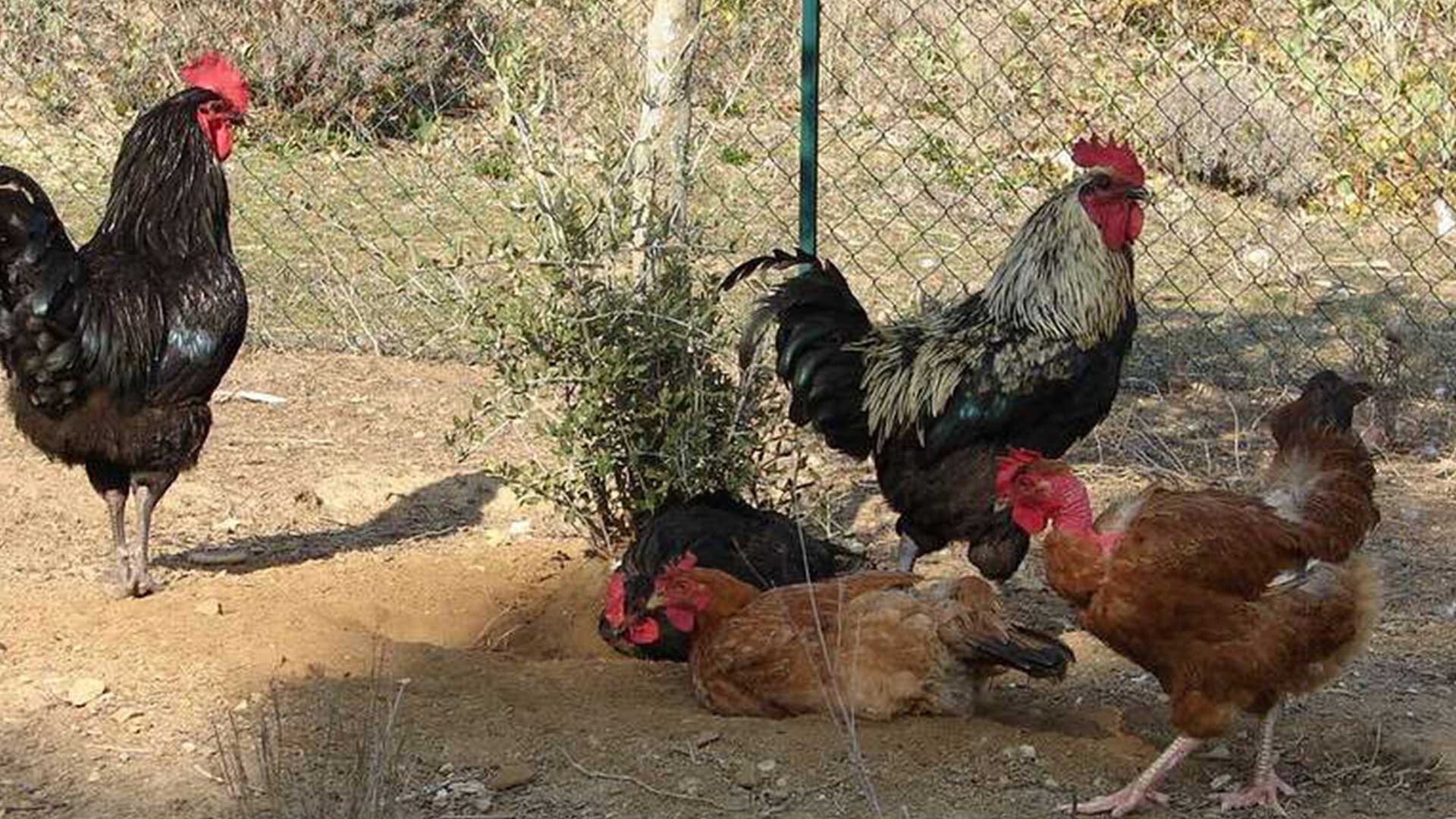 ไก่บ้าน3