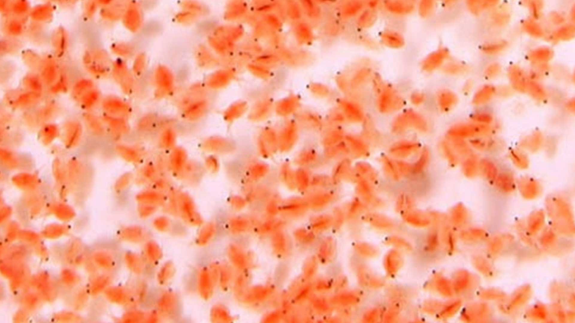 การเพาะเลี้ยง ไรแดง3