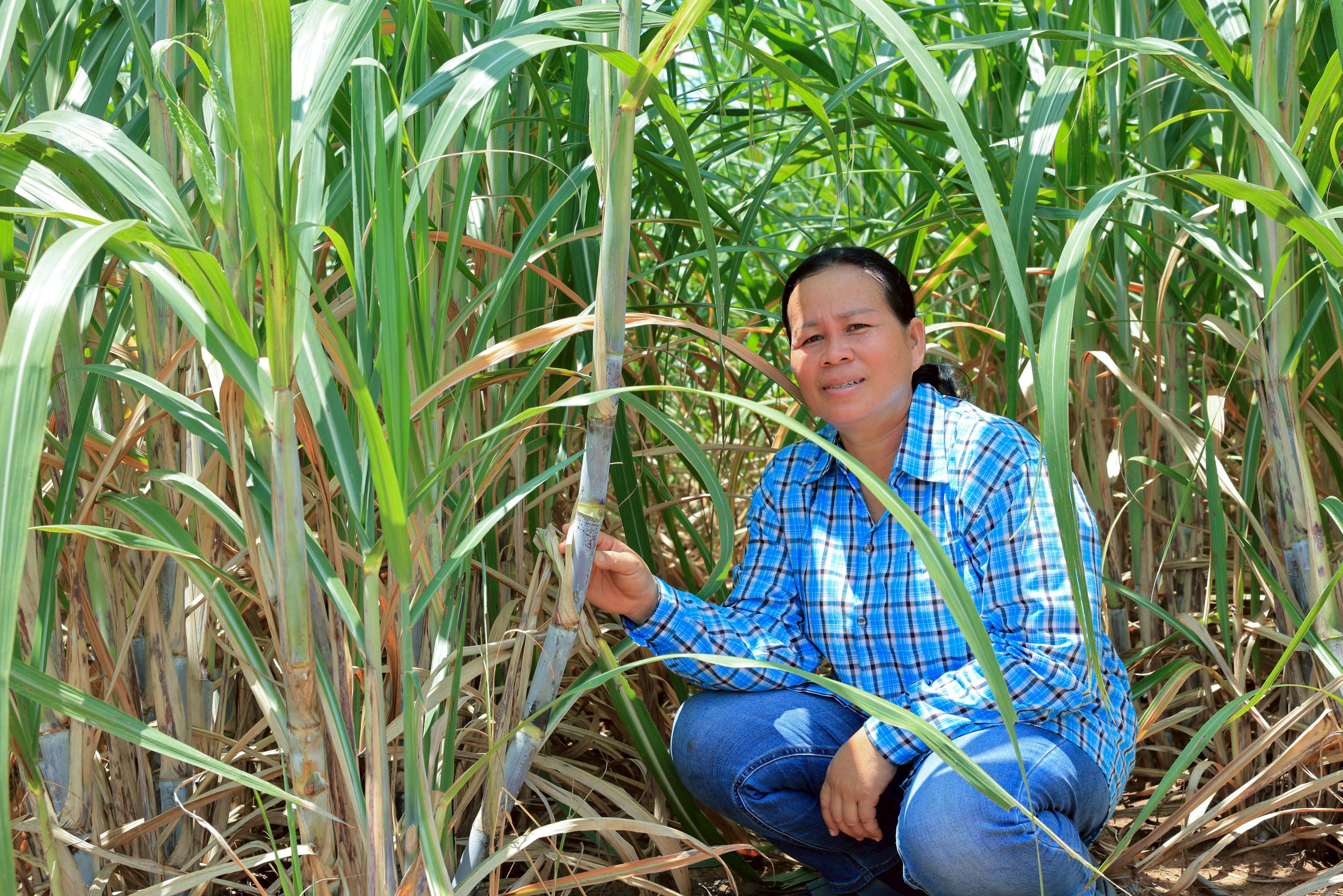 จากความแห้งแล้ง สู่ความหวังใหม่ “มิตรผล โอเอซิส”พลิกวิกฤตน้ำด้วย “โอเอซิสเพื่อการเกษตร” สร้างความยั่งยืนของเกษตรกรไทย 4 04 นางบุษกร ขันแข็ง เกษตรกร