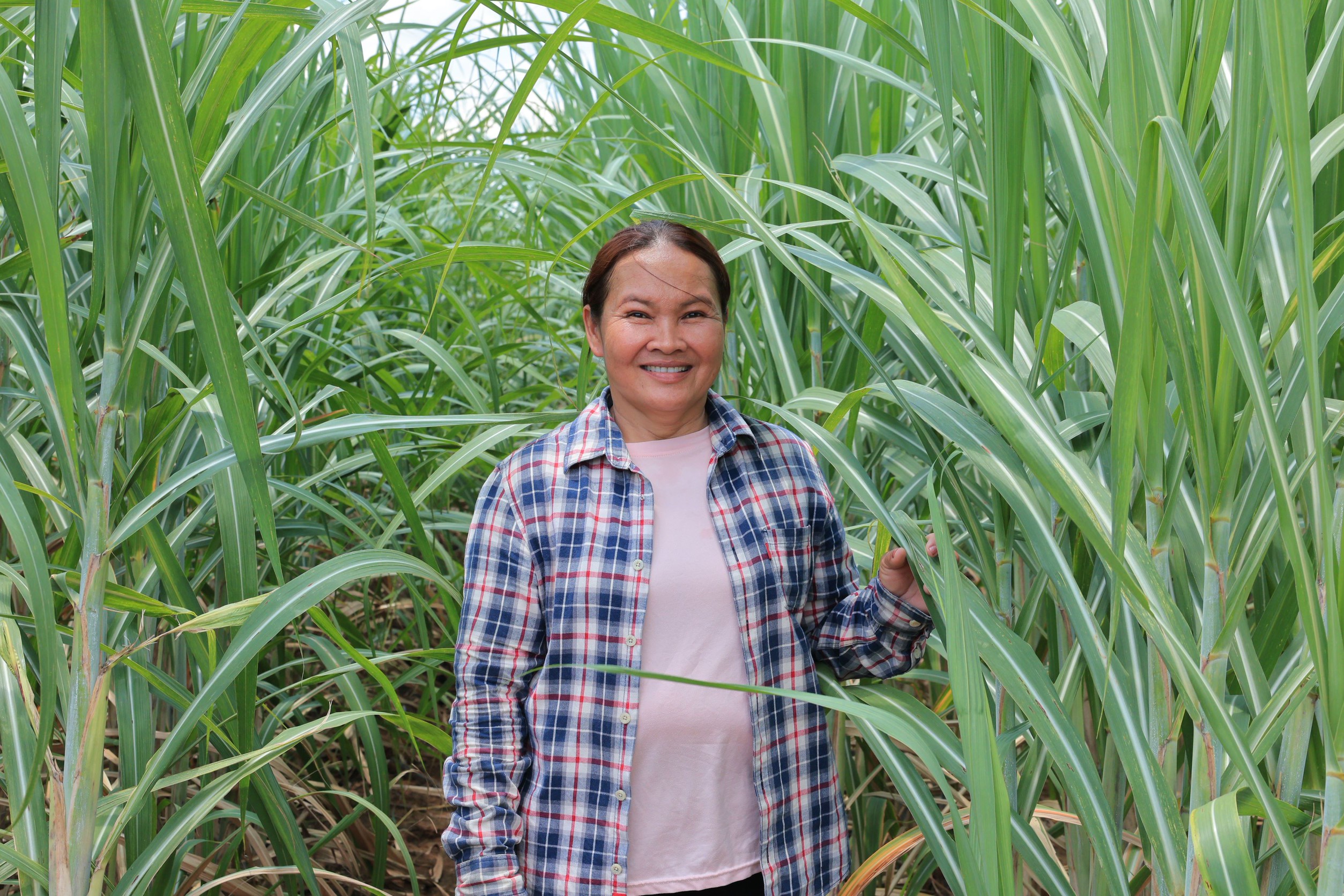 จากความแห้งแล้ง สู่ความหวังใหม่ “มิตรผล โอเอซิส”พลิกวิกฤตน้ำด้วย “โอเอซิสเพื่อการเกษตร” สร้างความยั่งยืนของเกษตรกรไทย 3 05 นางสุภาพ จันทร์ที เกษตรกร