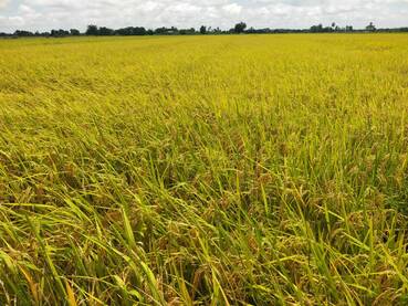 ‘แปลงใหญ่ทั่วไป (ข้าว)’ จ.สุพรรณบุรี ผลิตข้าว GAP คุณภาพ แหล่งให้บริการเครื่องจักรกลการเกษตรในพื้นที่ สร้างรายได้ให้กลุ่ม 810,000 บาท/ปี 3 1204159 0
