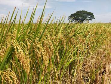 ‘แปลงใหญ่ทั่วไป (ข้าว)’ จ.สุพรรณบุรี ผลิตข้าว GAP คุณภาพ แหล่งให้บริการเครื่องจักรกลการเกษตรในพื้นที่ สร้างรายได้ให้กลุ่ม 810,000 บาท/ปี 4 1204962 0