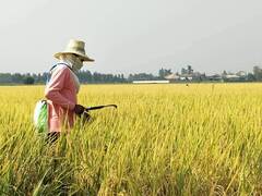 ‘แปลงใหญ่ทั่วไป (ข้าว)’ จ.สุพรรณบุรี ผลิตข้าว GAP คุณภาพ แหล่งให้บริการเครื่องจักรกลการเกษตรในพื้นที่ สร้างรายได้ให้กลุ่ม 810,000 บาท/ปี 5 1204963 0