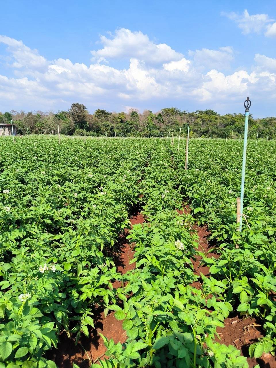 8 หน่วยงานเกษตรฯ จับมือบริษัทเป๊ปซี่-โคล่า มุ่งส่งเสริมเทคโนโลยีผลิตมันฝรั่งคุณภาพ ตอบโจทย์ตลาด สร้างรายได้ให้แก่เกษตรกร 4 1296774