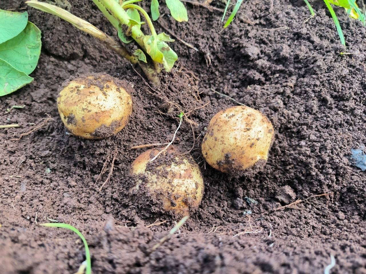 8 หน่วยงานเกษตรฯ จับมือบริษัทเป๊ปซี่-โคล่า มุ่งส่งเสริมเทคโนโลยีผลิตมันฝรั่งคุณภาพ ตอบโจทย์ตลาด สร้างรายได้ให้แก่เกษตรกร 11 1296775