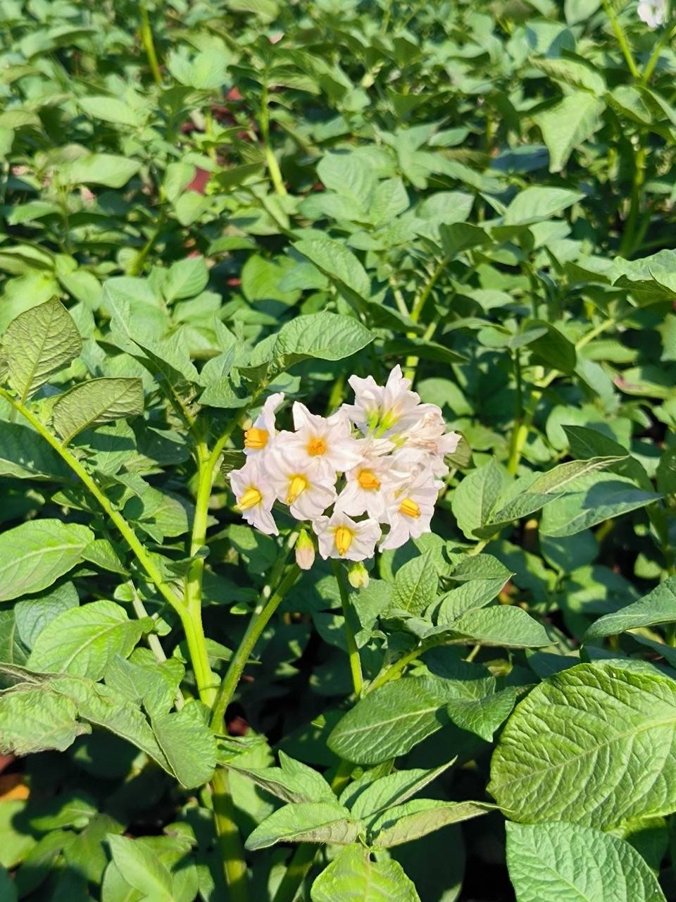 8 หน่วยงานเกษตรฯ จับมือบริษัทเป๊ปซี่-โคล่า มุ่งส่งเสริมเทคโนโลยีผลิตมันฝรั่งคุณภาพ ตอบโจทย์ตลาด สร้างรายได้ให้แก่เกษตรกร 12 1296776