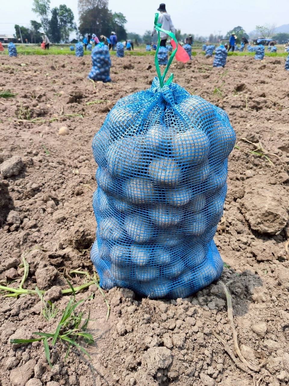 8 หน่วยงานเกษตรฯ จับมือบริษัทเป๊ปซี่-โคล่า มุ่งส่งเสริมเทคโนโลยีผลิตมันฝรั่งคุณภาพ ตอบโจทย์ตลาด สร้างรายได้ให้แก่เกษตรกร 13 1296777