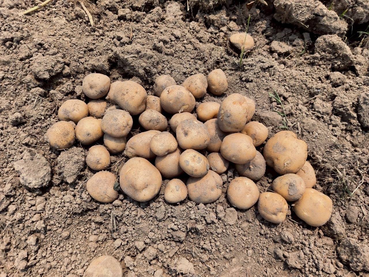 8 หน่วยงานเกษตรฯ จับมือบริษัทเป๊ปซี่-โคล่า มุ่งส่งเสริมเทคโนโลยีผลิตมันฝรั่งคุณภาพ ตอบโจทย์ตลาด สร้างรายได้ให้แก่เกษตรกร 14 1296778