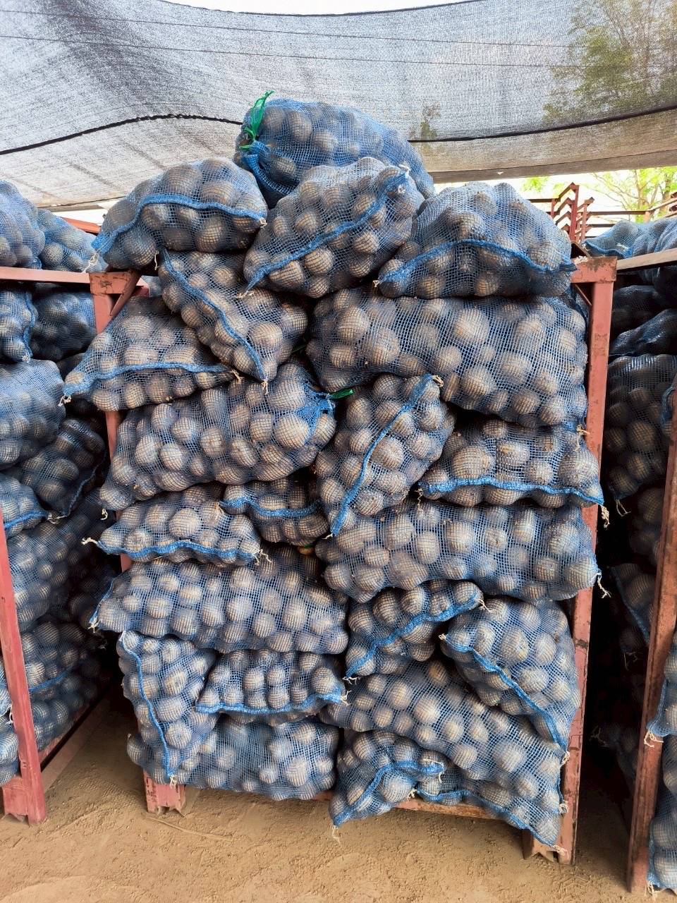 8 หน่วยงานเกษตรฯ จับมือบริษัทเป๊ปซี่-โคล่า มุ่งส่งเสริมเทคโนโลยีผลิตมันฝรั่งคุณภาพ ตอบโจทย์ตลาด สร้างรายได้ให้แก่เกษตรกร 15 1296779