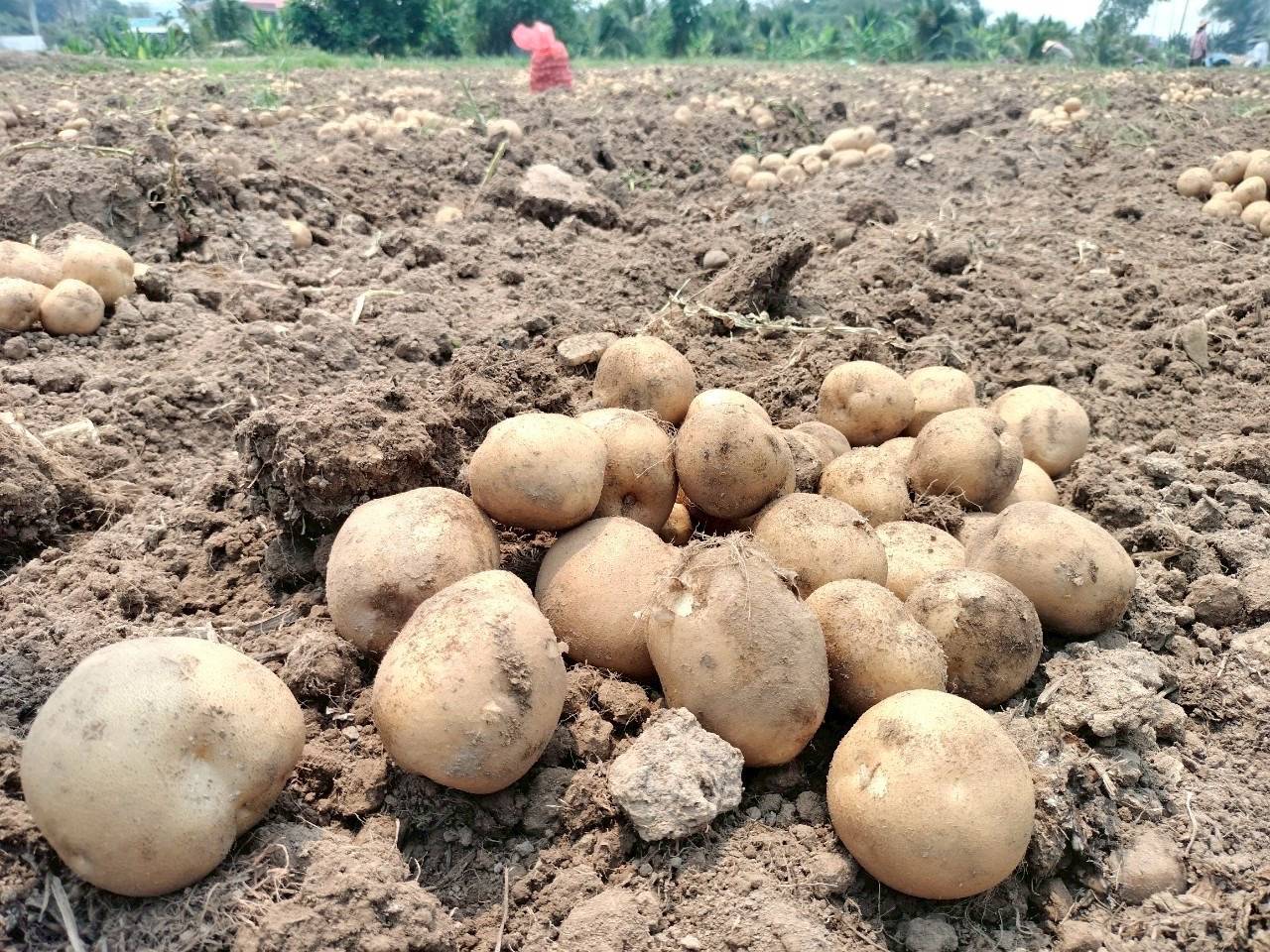 8 หน่วยงานเกษตรฯ จับมือบริษัทเป๊ปซี่-โคล่า มุ่งส่งเสริมเทคโนโลยีผลิตมันฝรั่งคุณภาพ ตอบโจทย์ตลาด สร้างรายได้ให้แก่เกษตรกร 17 1296780