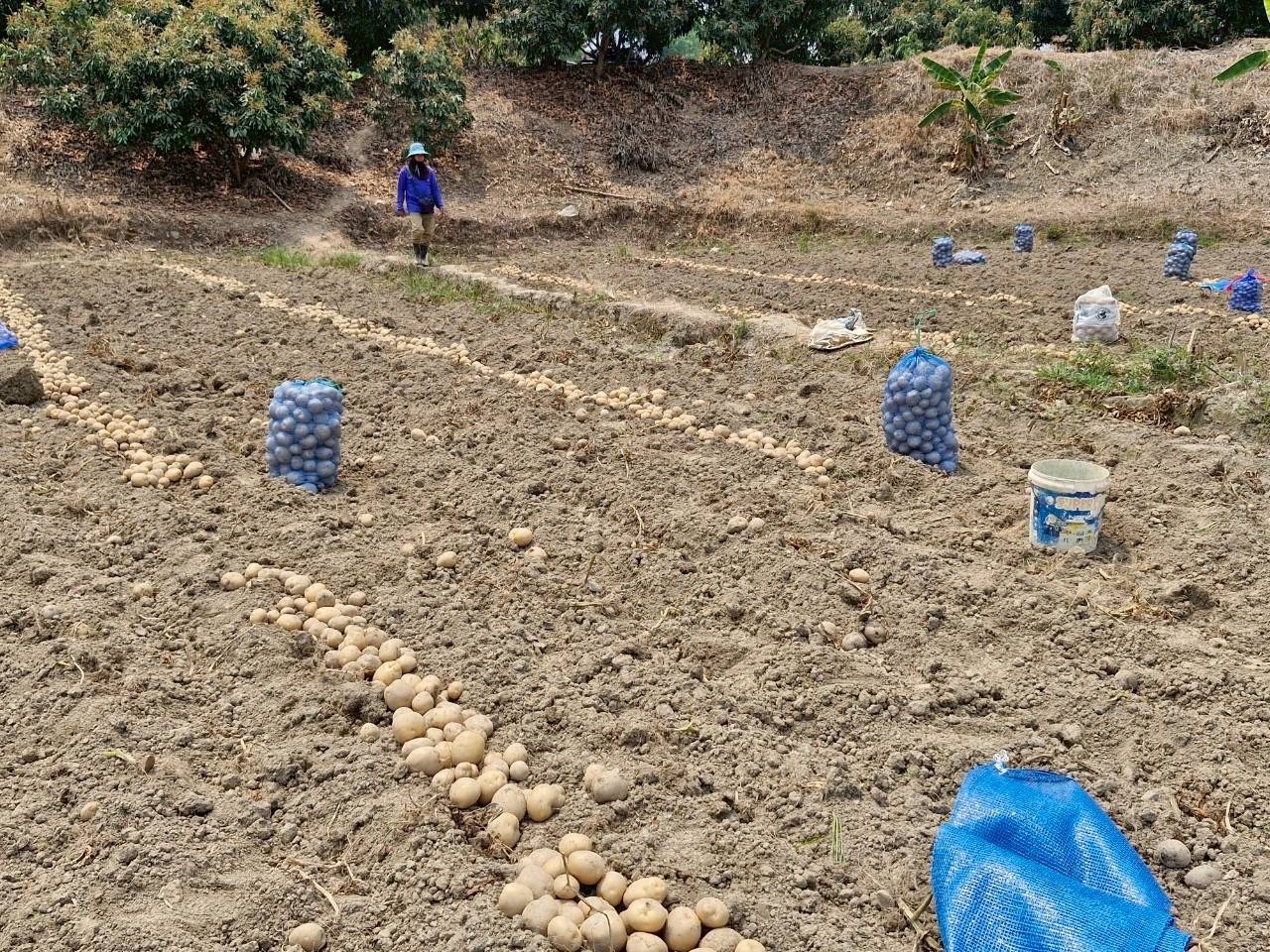 8 หน่วยงานเกษตรฯ จับมือบริษัทเป๊ปซี่-โคล่า มุ่งส่งเสริมเทคโนโลยีผลิตมันฝรั่งคุณภาพ ตอบโจทย์ตลาด สร้างรายได้ให้แก่เกษตรกร 18 1296781