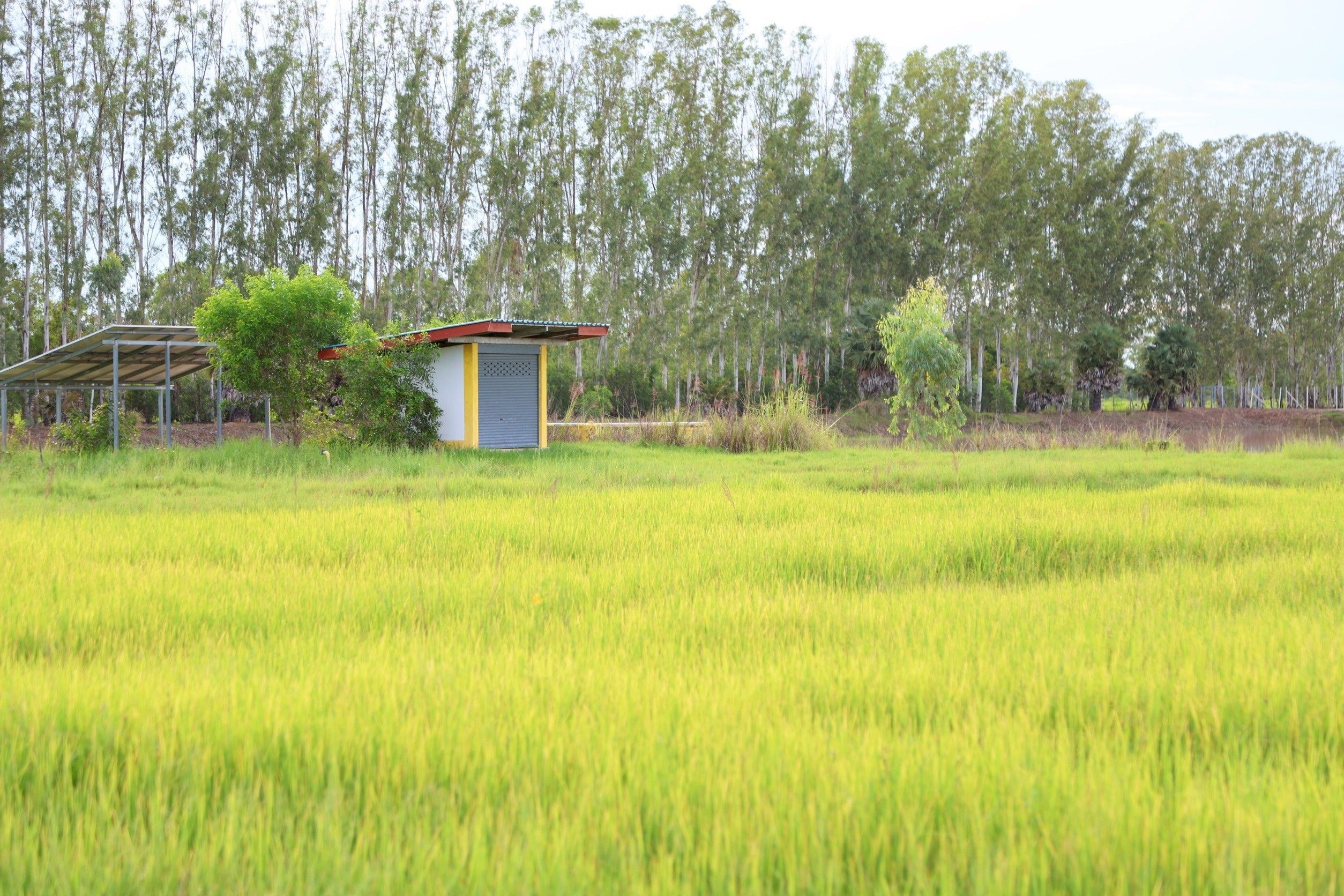 รมช.เกษตรฯ ติดตามโครงการทุ่งกุลาร้องไห้ จ.ร้อยเอ็ด ผลักดันการเพิ่มพื้นที่แหล่งน้ำและเพิ่มรายได้แก่เกษตรกร 8 1336037