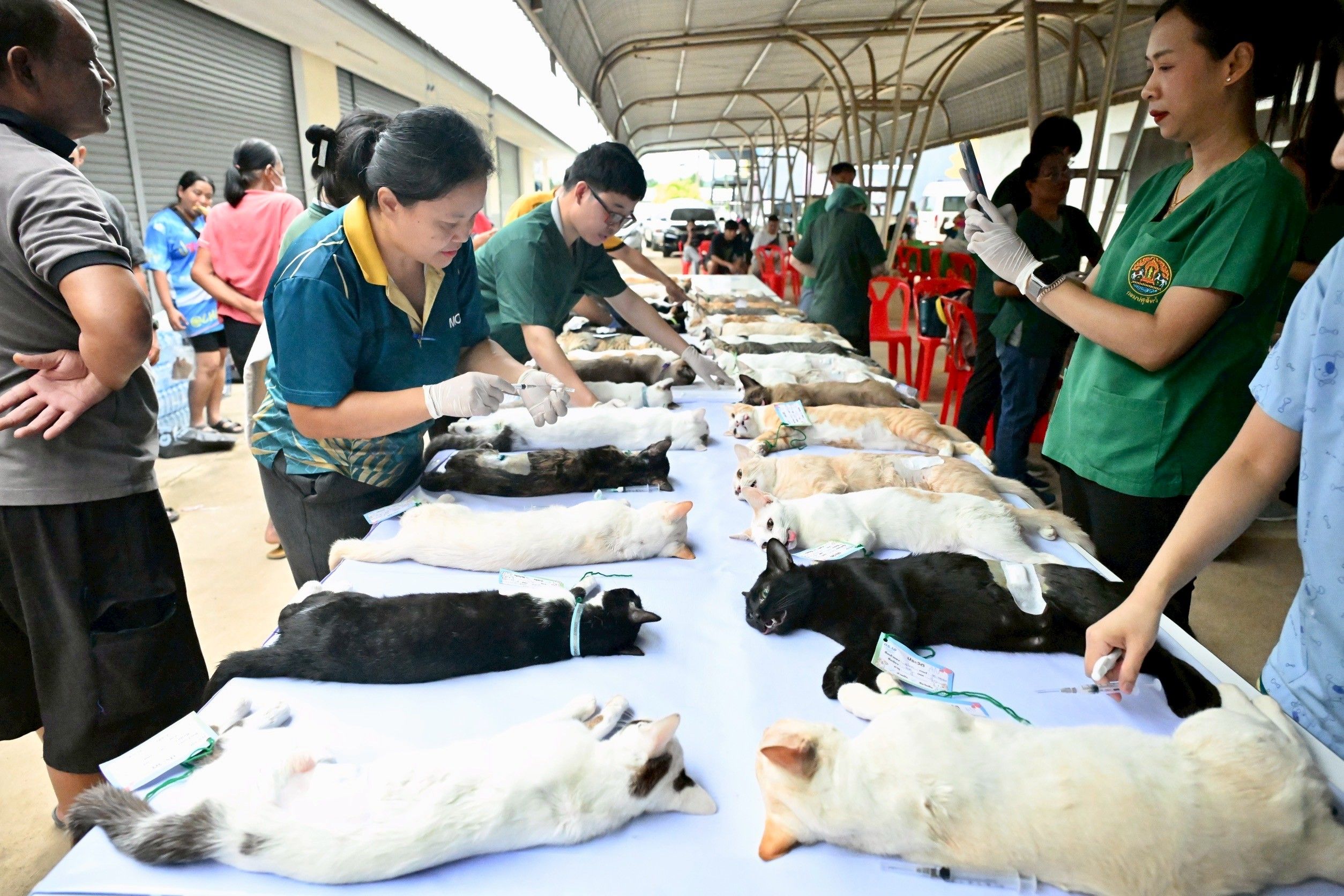 เดินหน้าสัตว์ปลอดโรค คนปลอดภัย “รมช.อามินทร์” ลุย ชลบุรี เร่งทำหมัน-ฉีดวัคซีนสุนัขแมว คุมโรคพิษสุนัขบ้า ตั้งเป้าขยายผลอีก 30% 4 1355153