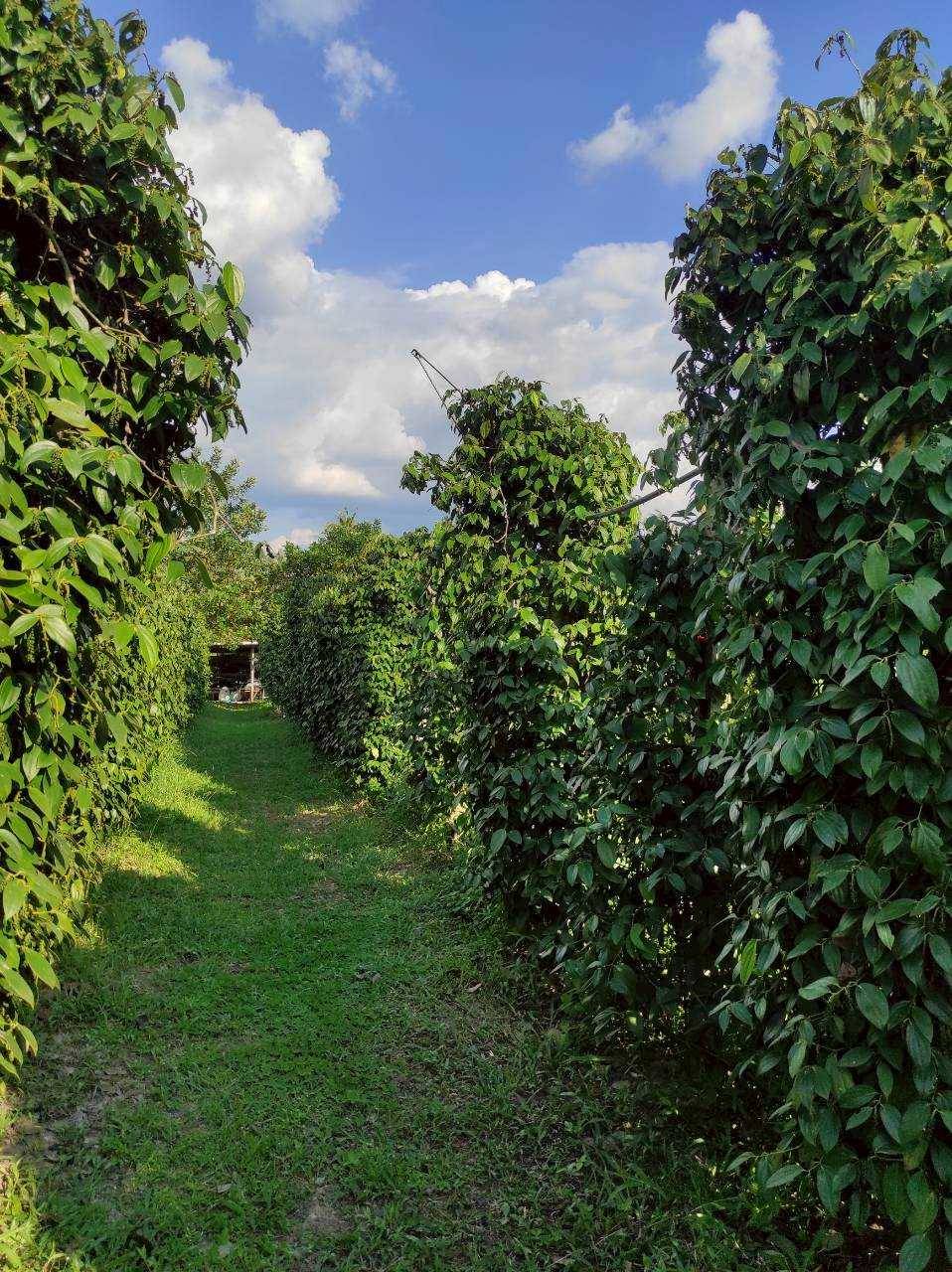 พริกไทย ราคาดีต่อเนื่อง ตลาดต้องการ สศก. คาด ผลผลิตปี 69 รวม 326 ตัน ให้ผลผลิตต่อไร่สูงขึ้น 4 300630 0