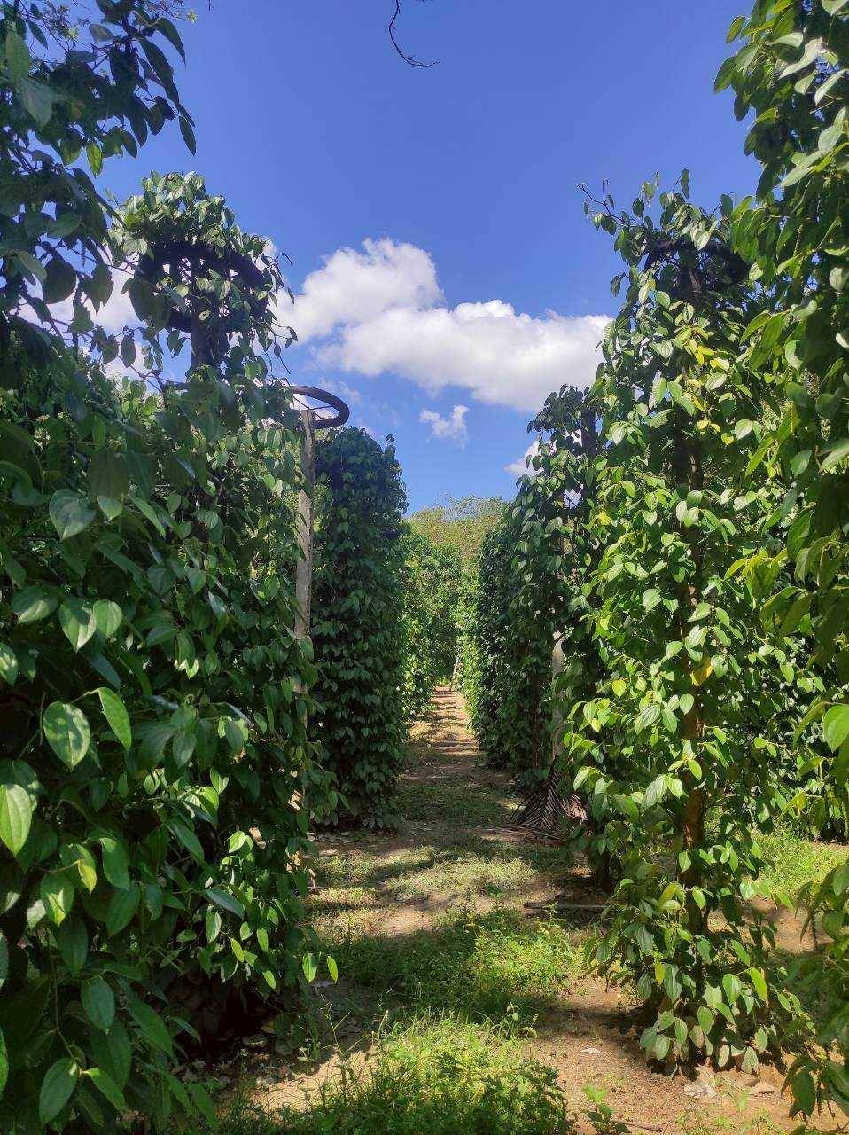 พริกไทย ราคาดีต่อเนื่อง ตลาดต้องการ สศก. คาด ผลผลิตปี 69 รวม 326 ตัน ให้ผลผลิตต่อไร่สูงขึ้น 5 300631 0ส