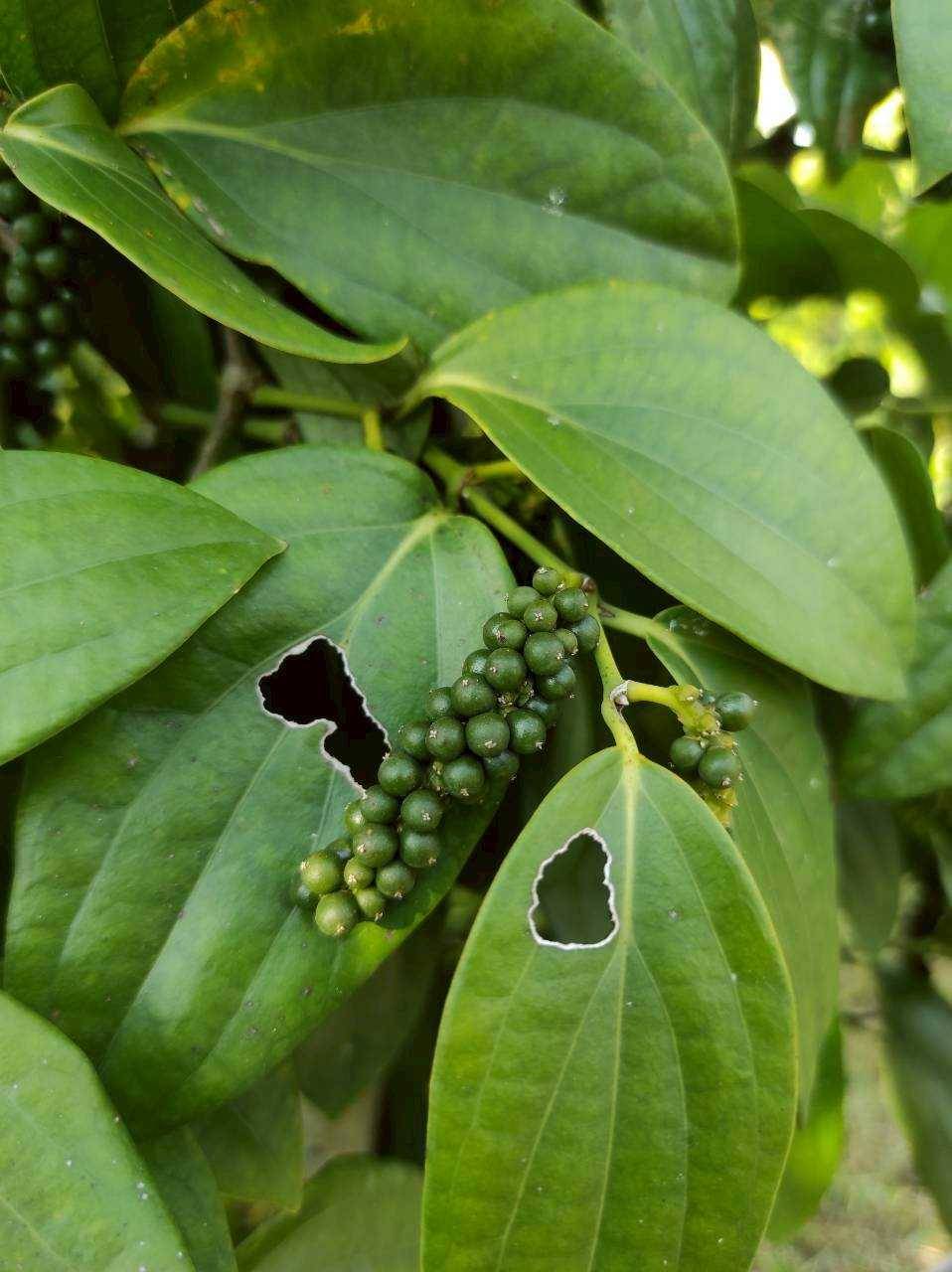 พริกไทย ราคาดีต่อเนื่อง ตลาดต้องการ สศก. คาด ผลผลิตปี 69 รวม 326 ตัน ให้ผลผลิตต่อไร่สูงขึ้น 6 300632 0