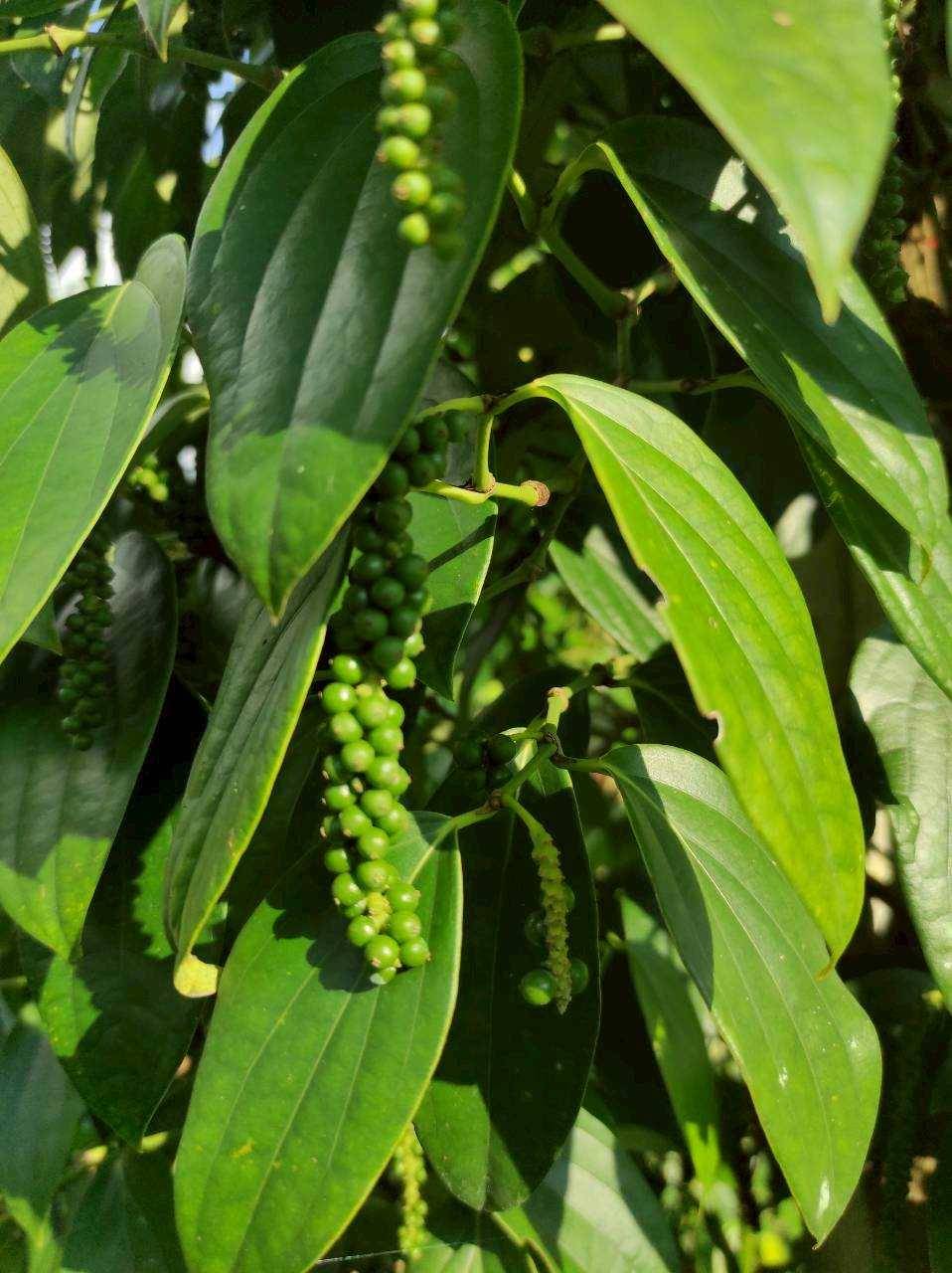 พริกไทย ราคาดีต่อเนื่อง ตลาดต้องการ สศก. คาด ผลผลิตปี 69 รวม 326 ตัน ให้ผลผลิตต่อไร่สูงขึ้น 7 300633 0