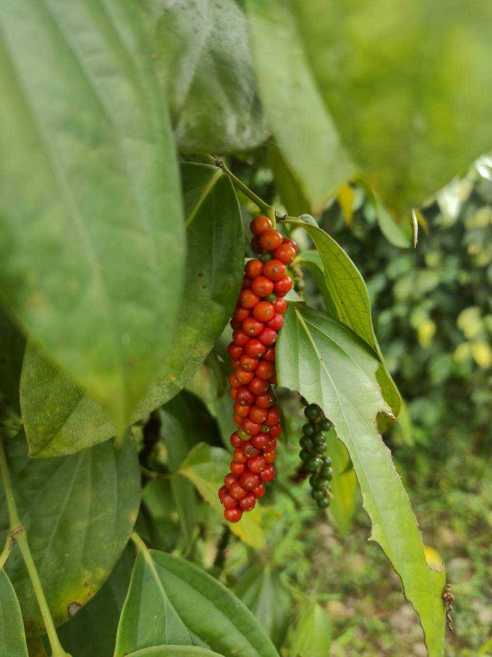 พริกไทย ราคาดีต่อเนื่อง ตลาดต้องการ สศก. คาด ผลผลิตปี 69 รวม 326 ตัน ให้ผลผลิตต่อไร่สูงขึ้น 8 300634 0