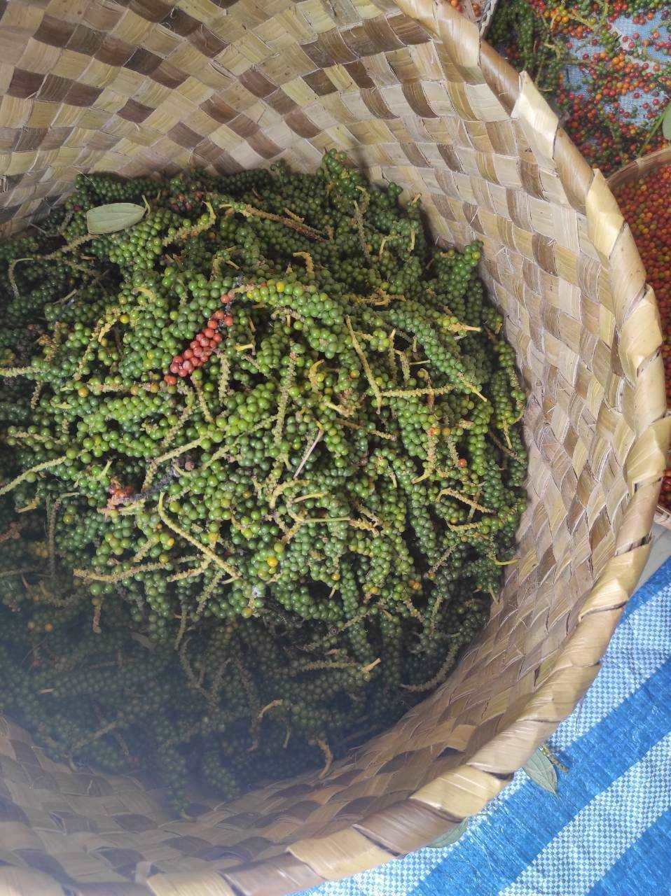 พริกไทย ราคาดีต่อเนื่อง ตลาดต้องการ สศก. คาด ผลผลิตปี 69 รวม 326 ตัน ให้ผลผลิตต่อไร่สูงขึ้น 9 300635 0