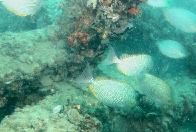 กรมประมง…เผยผลสำเร็จโครงการจัดสร้างแหล่งอาศัยสัตว์ทะเลคืนความสมบูรณ์สู่ระบบนิเวศ ฟื้นชีวิตใหม่ให้ท้องทะเลไทย 9 38888