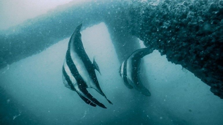 กรมประมง…เผยผลสำเร็จโครงการจัดสร้างแหล่งอาศัยสัตว์ทะเลคืนความสมบูรณ์สู่ระบบนิเวศ ฟื้นชีวิตใหม่ให้ท้องทะเลไทย 7 38889