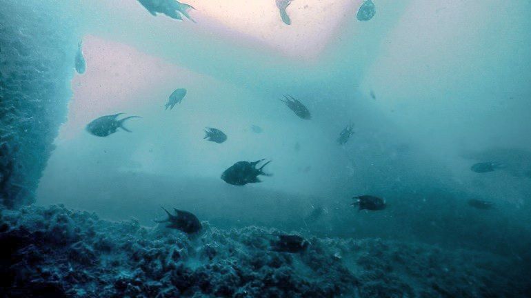 กรมประมง…เผยผลสำเร็จโครงการจัดสร้างแหล่งอาศัยสัตว์ทะเลคืนความสมบูรณ์สู่ระบบนิเวศ ฟื้นชีวิตใหม่ให้ท้องทะเลไทย 8 38890