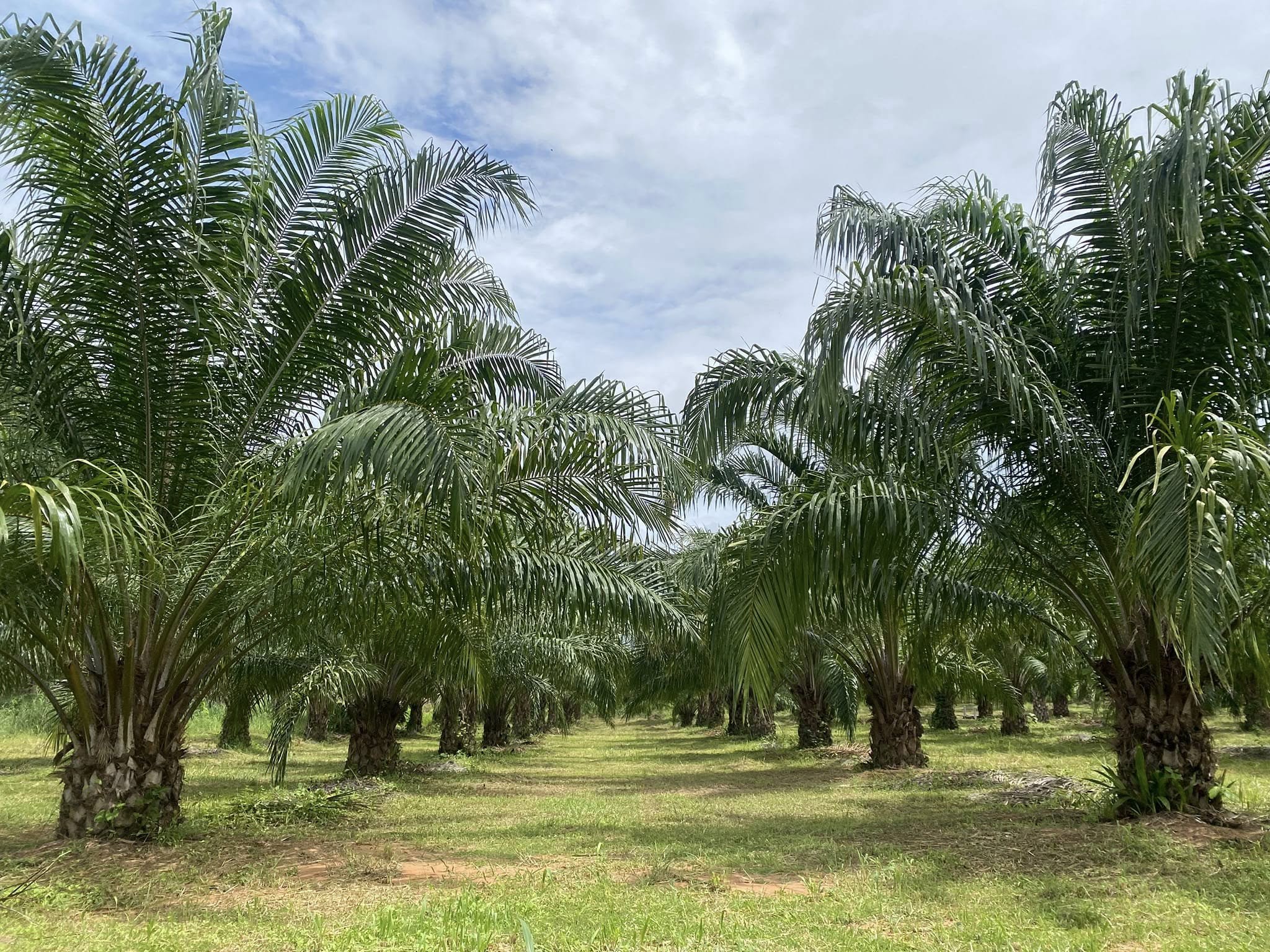 กรมส่งเสริมการเกษตรเร่งขับเคลื่อน “ฐานข้อมูลแปลงเกษตรดิจิทัล Geoplots”หนุนเกษตรไทยสู้ตลาดโลก–รับมือ EUDR 5 485841196 1042479124578651 4650114919479115917 n