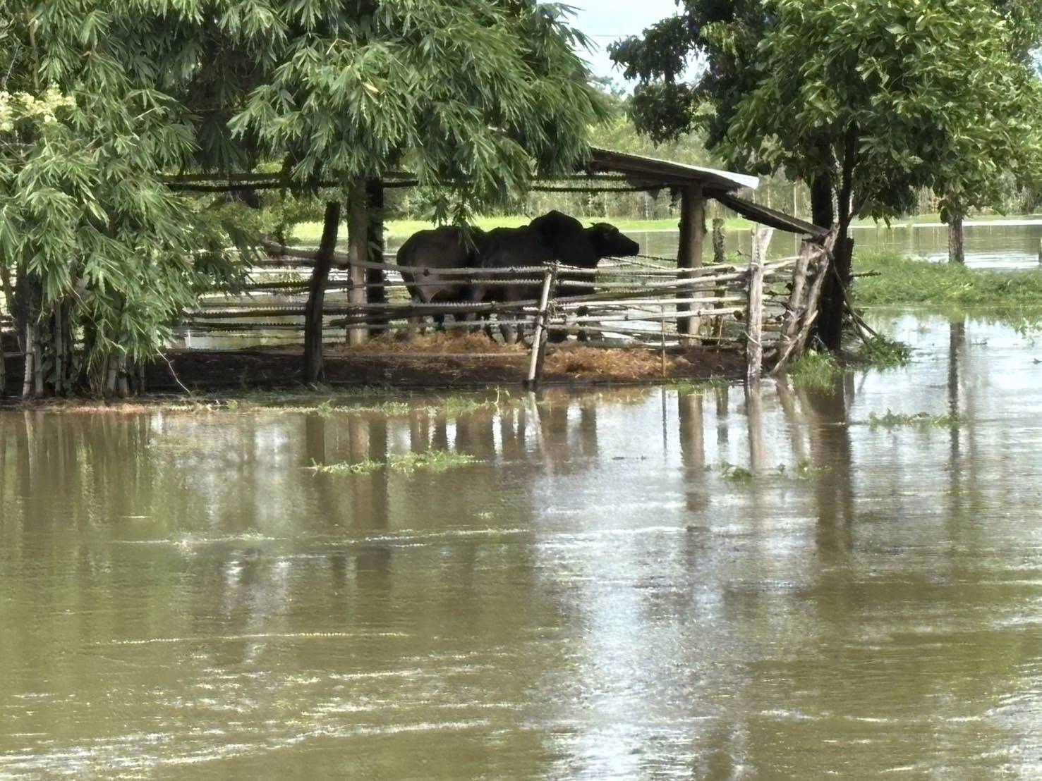 กรมปศุสัตว์เร่งช่วยเหลือผู้เลี้ยงสัตว์ที่ได้รับผลกระทบจากพายุ “คาจิกิ” อย่างเต็มที่ 6 486340