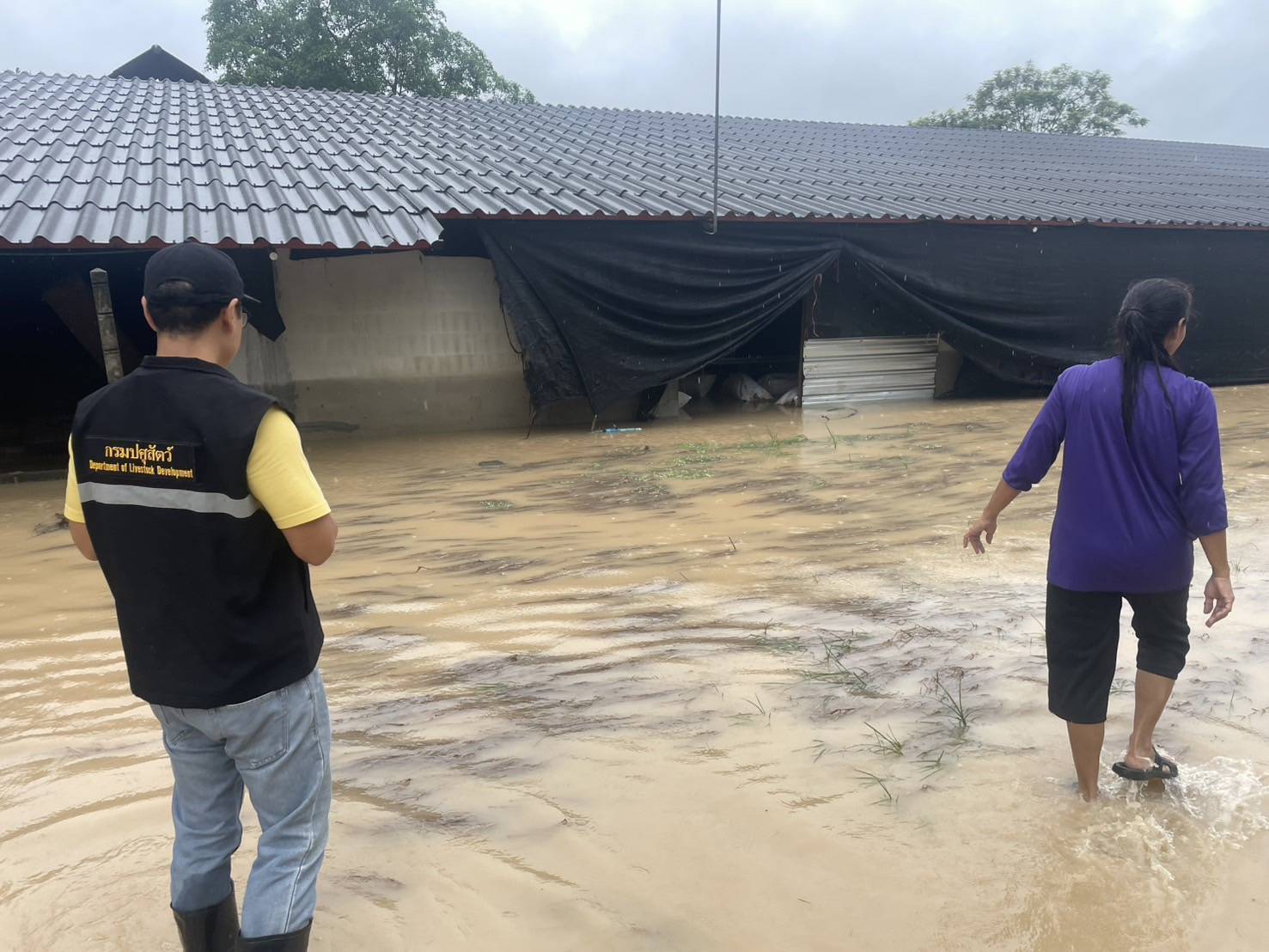 กรมปศุสัตว์เร่งช่วยเหลือผู้เลี้ยงสัตว์ที่ได้รับผลกระทบจากพายุ “คาจิกิ” อย่างเต็มที่ 7 486344